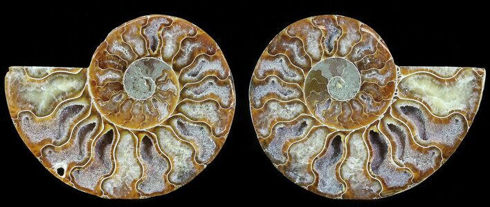 Polished Ammonite Pair - Agatized #68849